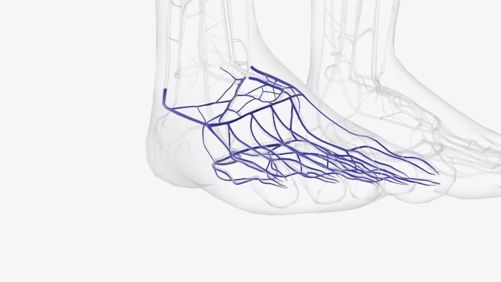 Medical illustration of a human foot showing blue-highlighted veins and arteries over a grayscale outline of bones and soft tissue, focusing on the circulatory system of the lower leg and foot.