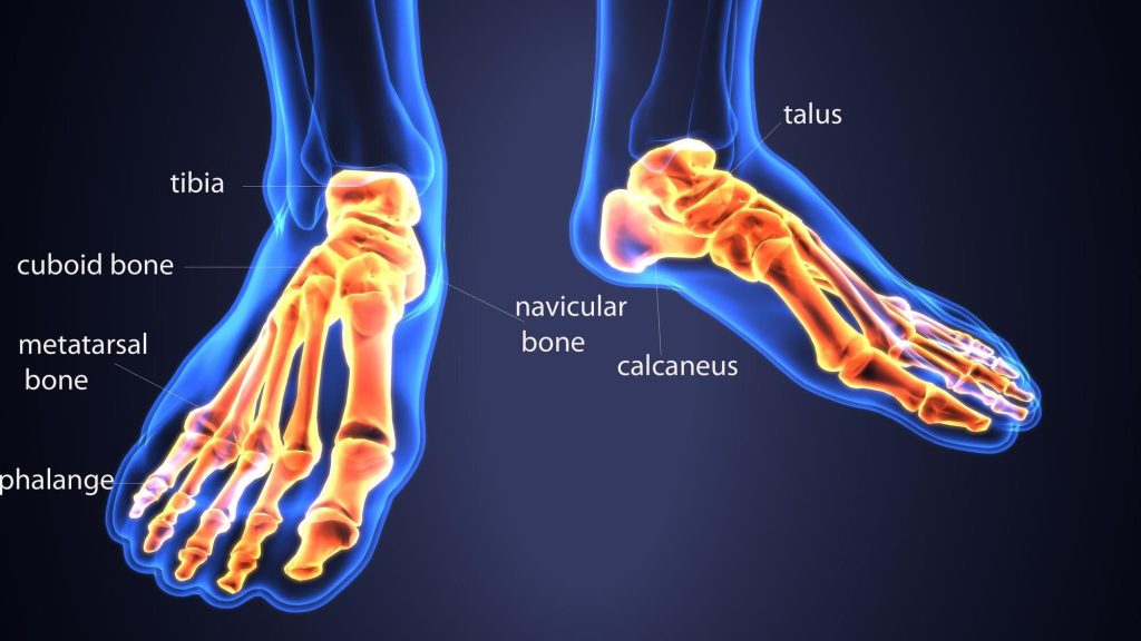 Labeled diagram of human feet showing skeletal structure, including phalanges, metatarsal bone, cuboid bone, navicular bone, calcaneus, talus, and tibia, with bones highlighted in yellow and orange.
